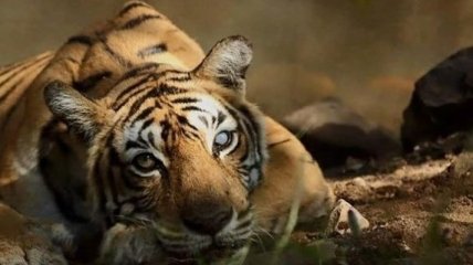 Умерла самая известная тигрица в мире (Видео)