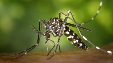 Як позбутися сверблячки після укусу комара