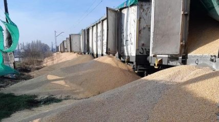 Рассыпанное украинское зерно