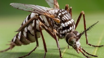 Комары являются очень надоедливыми насекомыми (изображение создано с помощью ИИ)