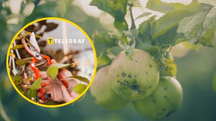 Не стоит обрезать деревья осенью - лучше отложить это до весны