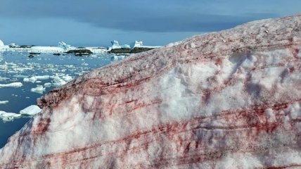 Причини, чому червоний сніг у Антарктиді (Фото)
