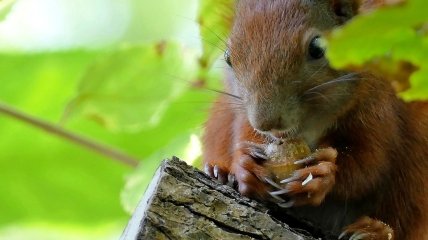 День 28 березня ще називають Лісовий догляд