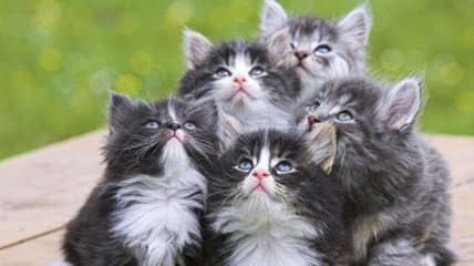 Популярность не делает жизнь кошек лучше