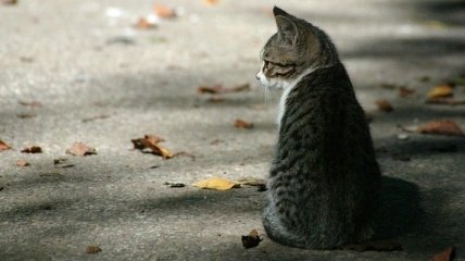 Ученые выяснили, почему кошки так любят одиночество