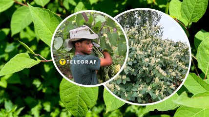 Японская гречка - вредное инвазивное растение