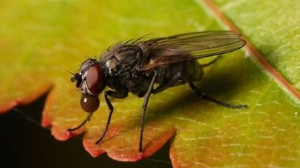 Ученые: насекомые являются источником жирных кислот омега-3