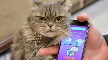 Мобильное приложение: учимся говорить на кошачьем 