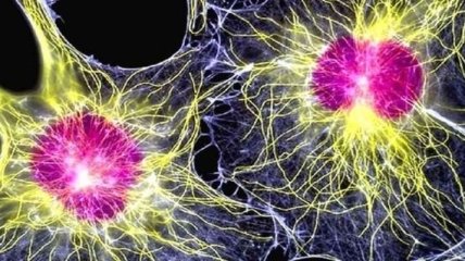 Ученые утверждают, что более 30 тысяч исследований клеток могут быть ошибочными 