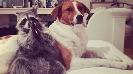 Забавная дружба енота и собаки покорила Instagram 