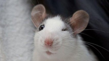 Мобильные телефоны повышают риск появления опухоли у самцов крыс 