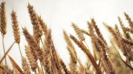 Украина в этом году соберет 53-54 млн тонн зерна
