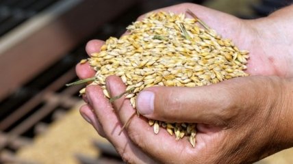 Стало известно, сколько зерновых Украина уже отправила на экспорт