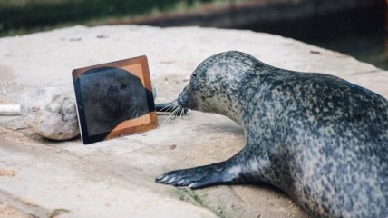 Пара тюленей общается между собой с помощью FaceTime
