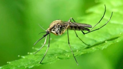 Ученые сделали интересное открытие о комарах