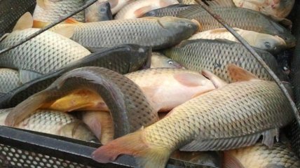 Украина наращивает экспорт живой рыбы