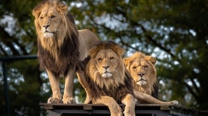 Исследование: генетическое разнообразие индийских львов сильно сократилось