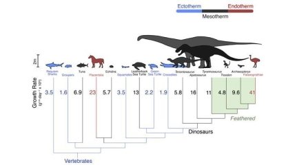 Динозавры - мезотермические животные