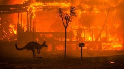 Ад на земле: в Австралии из-за пожаров погибли десятки людей и сотни животных (Фото)