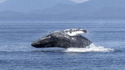 Что происходит с останками кита на дне океана (Видео)