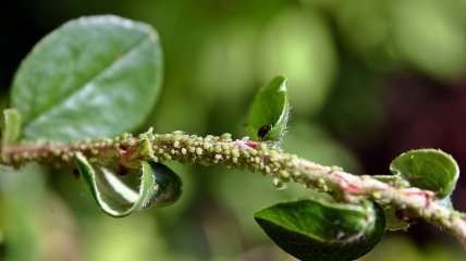 Попелиця – поширений шкідник на городі