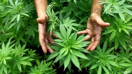 В Днепродзержинске полиция изъяла рекордную партию марихуаны