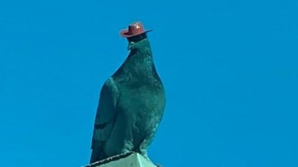 Голуби в ковбойских шляпах поставили Лас-Вегас на уши (Видео)