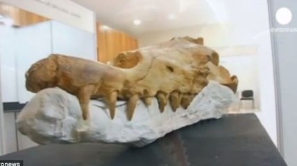 Археологи нашли останки ходячего кита, которому 40 млн лет (Видео) 