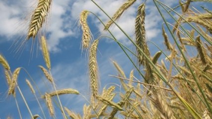 В МЭРТ рассказали о планах нарастить экспорт зерна в Саудовскую Аравию 