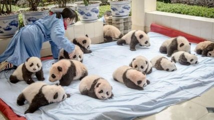 Как выращивают панд в китайской провинции Сычуань (Фото)