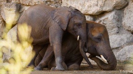 Захотелось пить: в Южной Африке слоны напугали туристов (Видео)