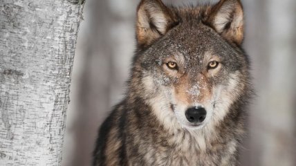 Ученые сделали необычное открытие о волках