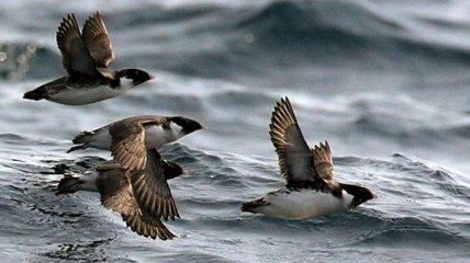 Мигрирующие птицы непонятно зачем пересекают весь Тихий океан 