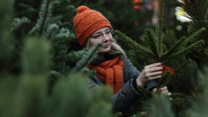 В Украине начинается продажа новогодних елок: названа цена