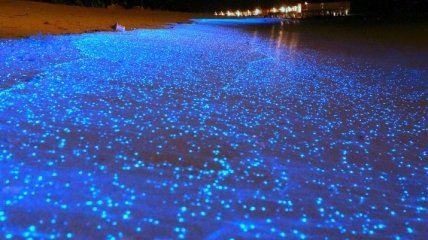 Необычный светящийся пляж на Мальдивах (Фото)