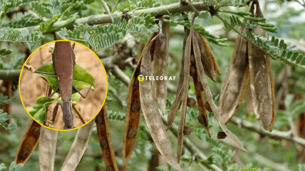 Богомол маскируется в листьях