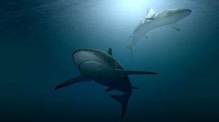 Найдены останки нового вида акулы возрастом 91 миллион лет