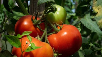 Эффективные удобрения для томатов