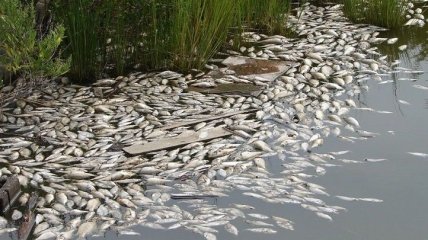 В Николаевской области зафиксирован массовый мор рыбы