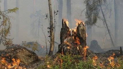 В РФ опять горит Сибирь: огнем охвачены уже 3 млн гектаров территории