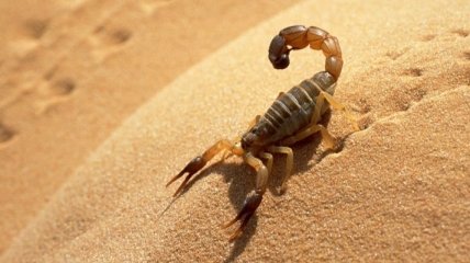 Ученые обнаружили останки скорпиона возрастом 360 миллионов лет
