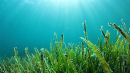 Ученые доказали важность морских водорослей для мирового климата