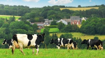 Британский фермер производит водку из коровьего молока