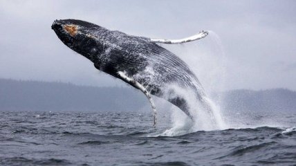 Ученые сделали удивительное открытие о китах