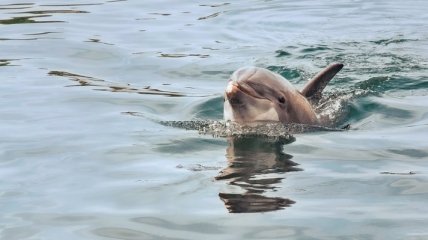 Все, как у людей: дельфинам-левшам сложнее взаимодействовать со стаей