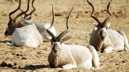 Ученые вернули в Сахару редчайший вид антилоп
