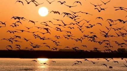 Ученые: Птицы летают быстрее стаями
