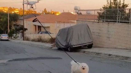Дрон вигулює собаку на Кіпрі через карантин (Відео)
