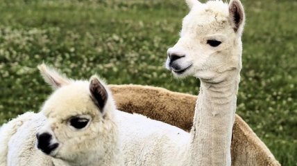Ламы против Covid-19: антитела животных хотят использовать в лечении вируса