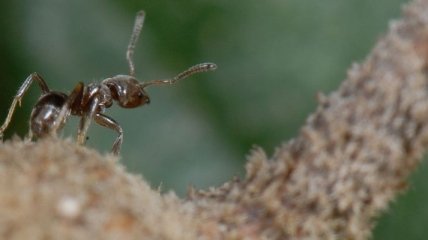 Биологи проследили историю симбиоза муравьев и растений